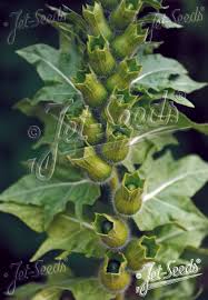 Attēlu rezultāti vaicājumam “Hyoscyamus niger”