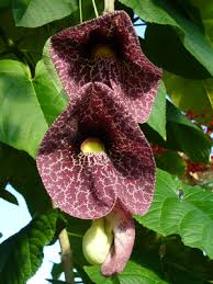Attēlu rezultāti vaicājumam “Aristolochia durior flower”