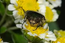 Attēlu rezultāti vaicājumam “Cetonia aurata imago”