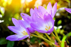 Attēlu rezultāti vaicājumam “Colchicum autumnale flower”