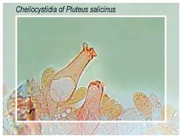 Attēlu rezultāti vaicājumam “Lycogala asperum young”