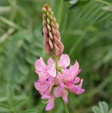 Image result for Onobrychis viciifolia