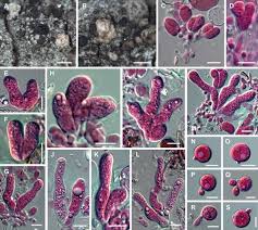 Attēlu rezultāti vaicājumam “Tremella ramalinae”