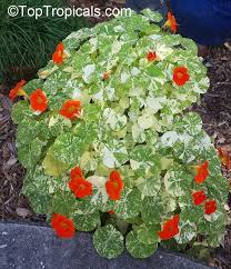 Image result for Tropaeolum majes