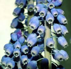 Attēlu rezultāti vaicājumam “Muscari botryoides flower”