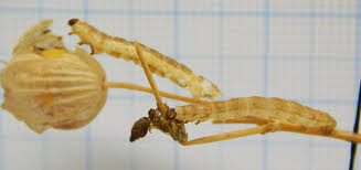 Attēlu rezultāti vaicājumam “Eupithecia venosata”