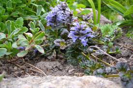Attēlu rezultāti vaicājumam “Ajuga pyramidalis”
