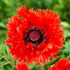 Attēlu rezultāti vaicājumam “Papaver orientale  flower”