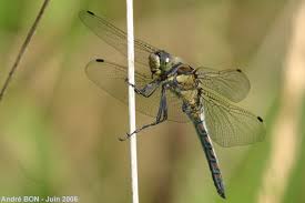 Attēlu rezultāti vaicājumam “Orthetrum cancellatum”