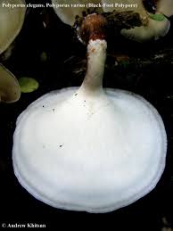 Attēlu rezultāti vaicājumam “Polyporus varius”