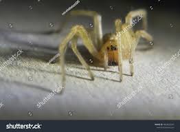 Attēlu rezultāti vaicājumam “Cheiracanthium sp.”