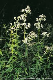 Attēlu rezultāti vaicājumam “Galium boreale leaf”