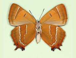 Attēlu rezultāti vaicājumam “Thecla betulae female”