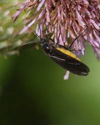 Attēlu rezultāti vaicājumam “Sciara analis”