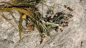 Attēlu rezultāti vaicājumam “Stuckenia filiformis bud”