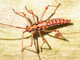 Attēlu rezultāti vaicājumam “Miridae”