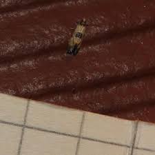 Attēlu rezultāti vaicājumam “Cochylis dubitana”