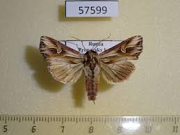 Attēlu rezultāti vaicājumam “Actinotia polyodon”