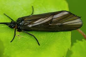 Attēlu rezultāti vaicājumam “Phryganeidae”