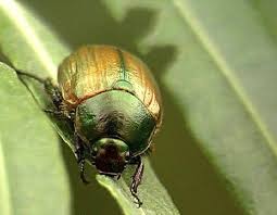 Attēlu rezultāti vaicājumam “Anomala dubia”