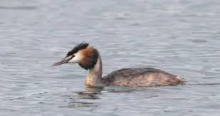 Attēlu rezultāti vaicājumam “Podiceps cristatus adult”