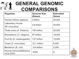 Image result for genome sizes