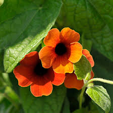 Image result for Thunbergia alata