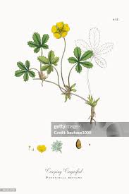 Attēlu rezultāti vaicājumam “Potentilla reptans”