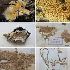 Attēlu rezultāti vaicājumam “Phlebia serialis”