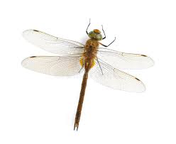 Attēlu rezultāti vaicājumam “Aeshna isoceles”