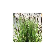 Attēlu rezultāti vaicājumam “Carex pilosa”
