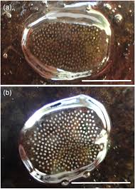 Attēlu rezultāti vaicājumam “Trichoptera egg mass”