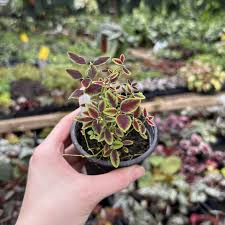 Attēlu rezultāti vaicājumam “Euphorbia virgata leaf”