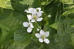 Attēlu rezultāti vaicājumam “Rubus nessensis”