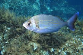 Image result for Spondyliosoma cantharus