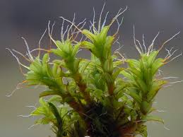 Attēlu rezultāti vaicājumam “Syntrichia ruralis var. ruralis sporophyte”