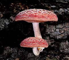 Attēlu rezultāti vaicājumam “Rhodotus palmatus”