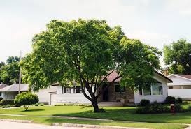 Attēlu rezultāti vaicājumam “Juglans cinerea”