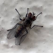 Attēlu rezultāti vaicājumam “Muscidae”