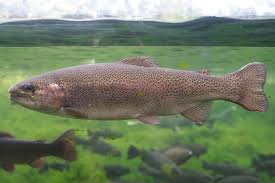 Image result for Oncorhynchus