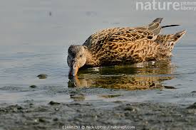 Attēlu rezultāti vaicājumam “Anas strepera female”