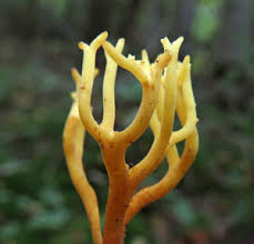 Attēlu rezultāti vaicājumam “Clavulinopsis cinerioides”