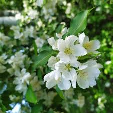 Attēlu rezultāti vaicājumam “Philadelphus lemoinei flower”