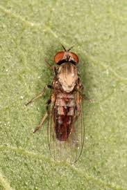 Attēlu rezultāti vaicājumam “Agathomyia wankowiczii”