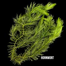 Attēlu rezultāti vaicājumam “Ceratophyllaceae”