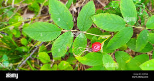 Attēlu rezultāti vaicājumam “Rosa glabrifolia”