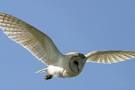 Wildwings    barn owl