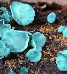 Attēlu rezultāti vaicājumam “Chlorociboria aeruginascens”