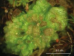 Attēlu rezultāti vaicājumam “Gymnostomum calcareum macro”