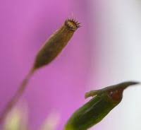 Attēlu rezultāti vaicājumam “Saelania glaucescens”